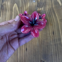  عکس3 کلیپس پلوم�ریا 6 سانت